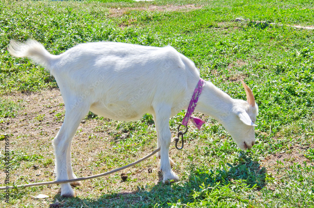 white little goat in the meadow tied with a tag 