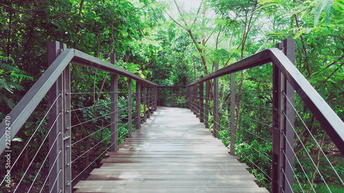 Wooden bridge in deep forest  natural vintage background