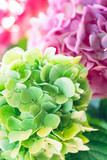 Green and pink flowers of hydrangea or hortensia close-up. Natural hydrangea flowers background, shallow DOF. Vertical composition