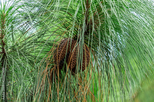 Longleaf pine (Pinus palustris) cones, multiple, brown - Davie, Florida, USA photo