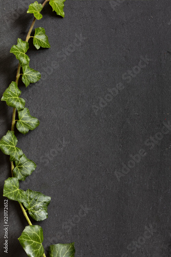 Branch of Ivy leaves on dark background, top view, vertical composition