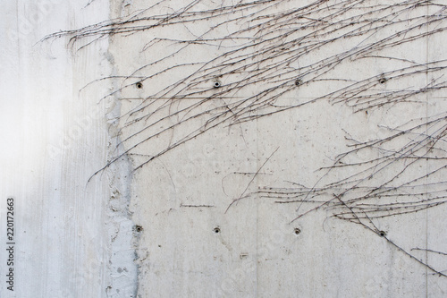 蔦とコンクリート