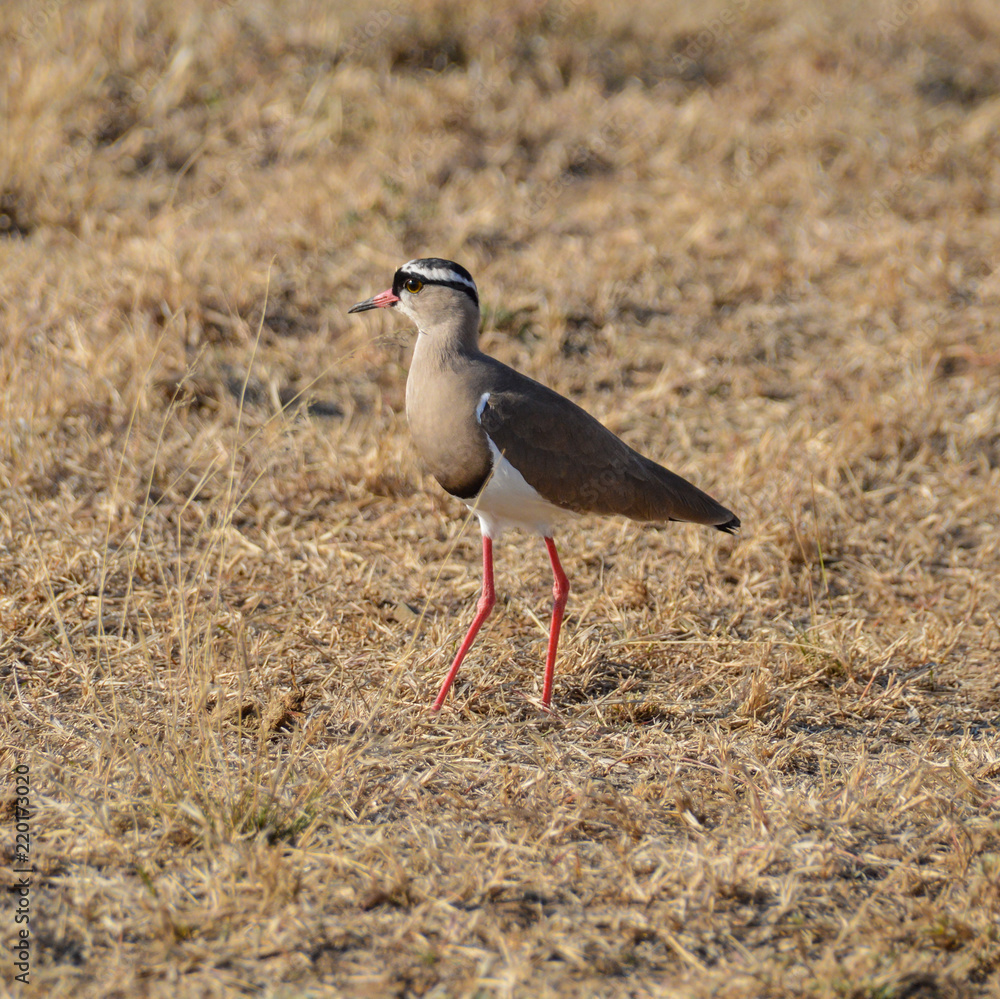 Crowned Lapwing Crowned Lapwing