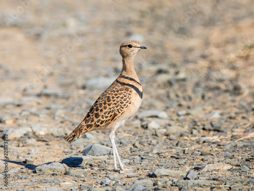 Double-banded Courser photo