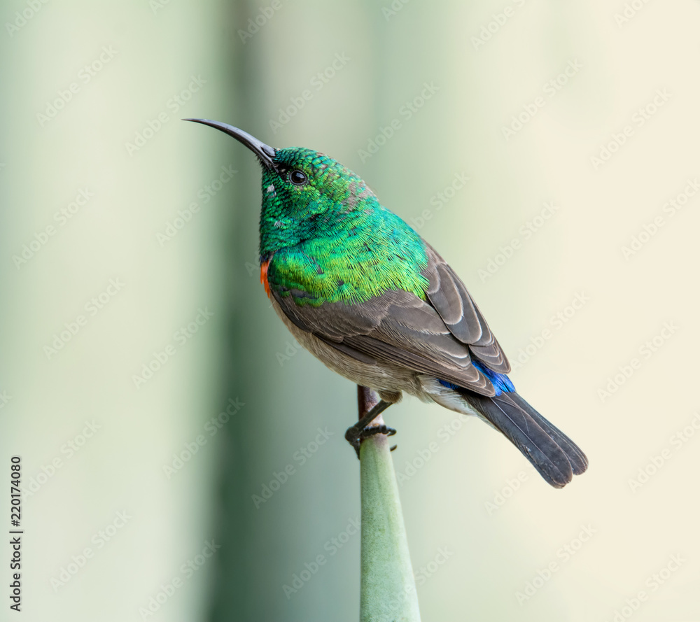 Fototapeta premium Male Double-collared Sunbird