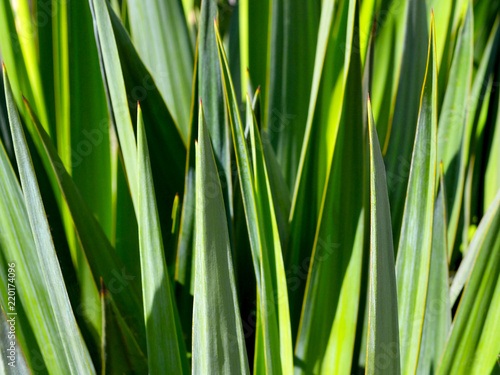 Yucca green leaves with sharp and prickly tips under bright summer sunlight close up