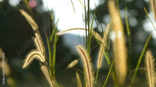 Grass on the meadow in the glory of the afternoon sun waving in the wind. Koh Rong Samloem island, Cambodia. photo