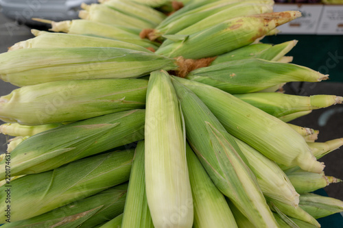 Fresh Ears of Corn
