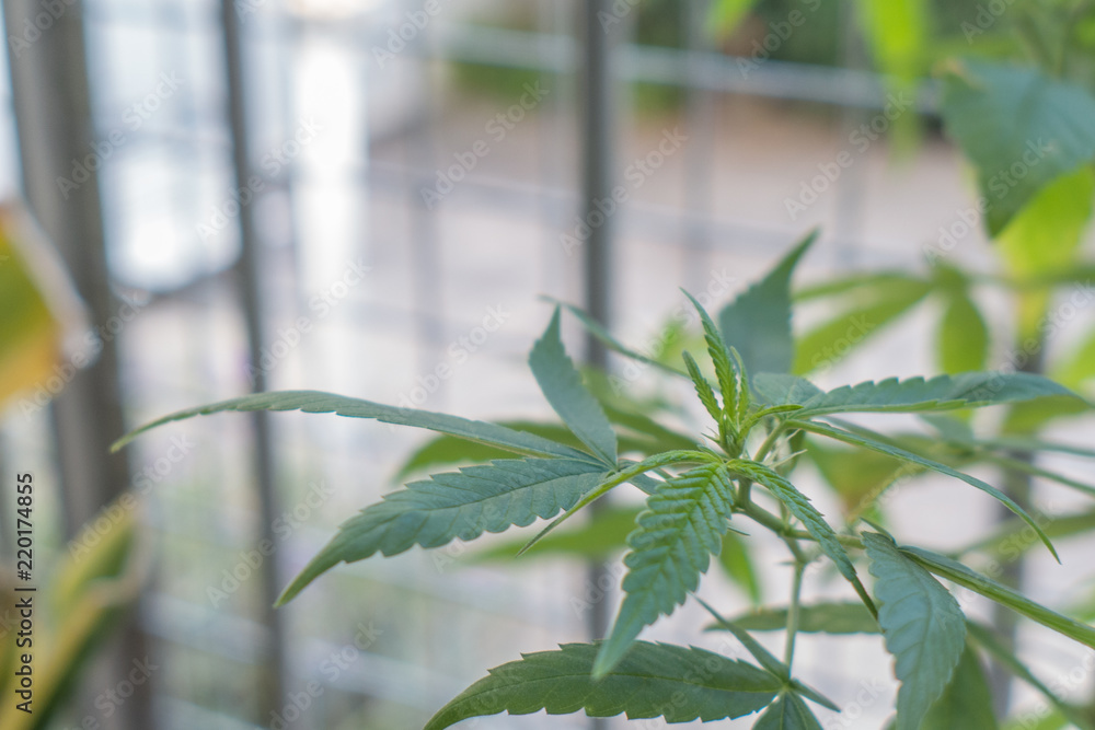 Naklejka premium The leaves of a marijuana plant on a balcony.