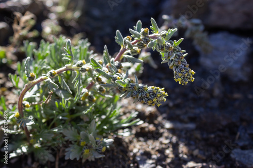 Backlit shot of alpine wild  flower Artemisia Genipi Weber (Artemisia Spicata) . This plant is the basis of the tonic liquor Genepi. Photo taken at an altitude of 2800 meters.