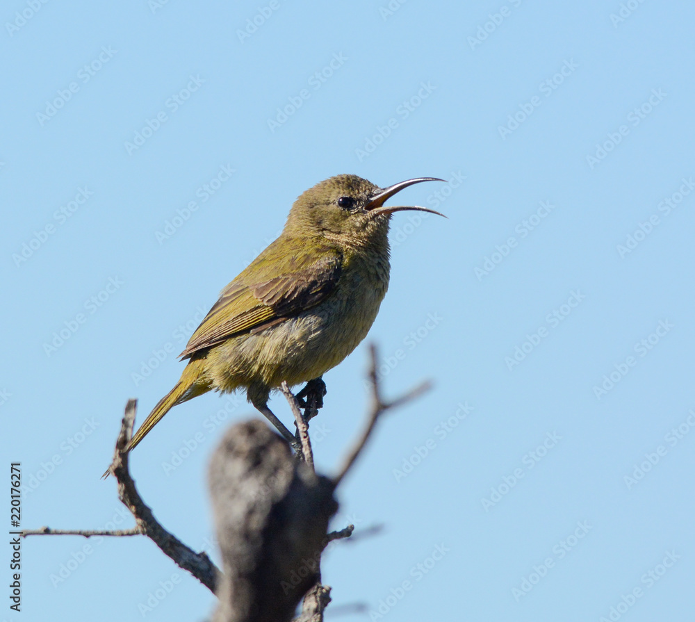 Obraz premium Female Orange-breasted Sunbird 2