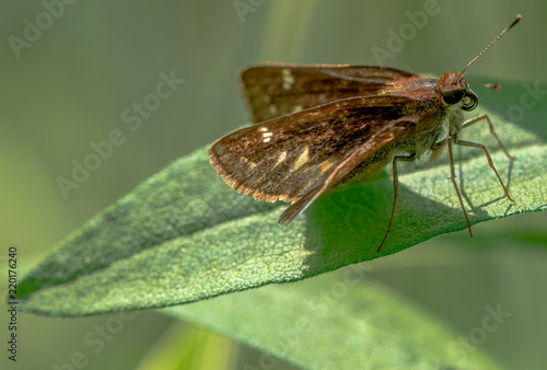 Brown and White Wings on a Close Up of a  Clouded Skipper Butterfly