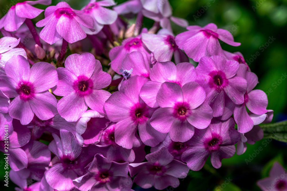 Bright Pink Petals on a Patch of Vinca Flowers in a Garden Bright Pink Petals on a Patch of Vinca Flowers in a Garden