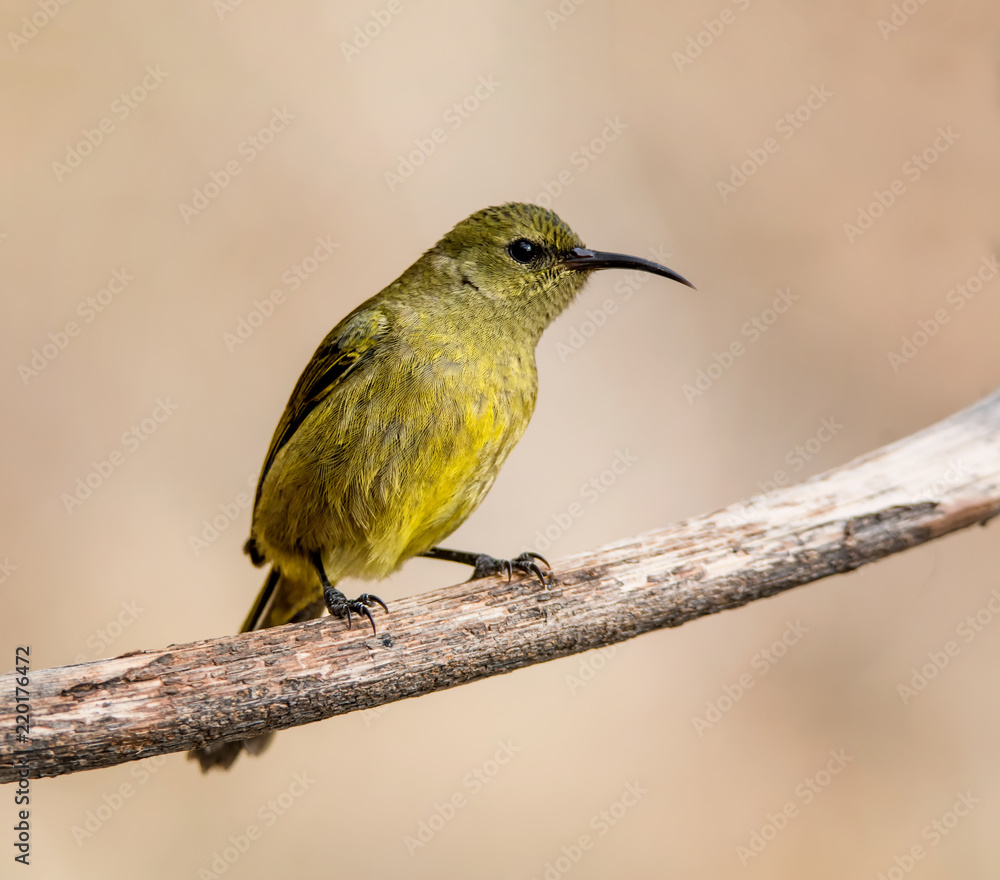 Fototapeta premium Female Sunbird