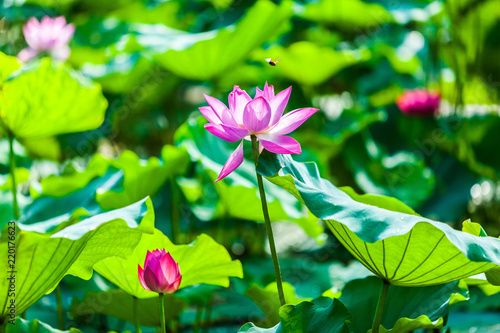 Beautiful  Da Helian lotus in  Tode Park taipei  taiwan photo