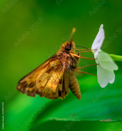 Orange and Tan Wings on a Zabulon Skipper Butterfly on a White Daisy photo