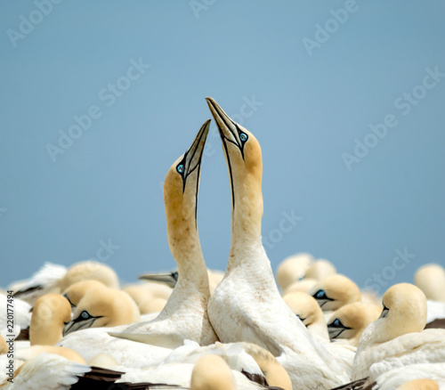 Cape Gannets