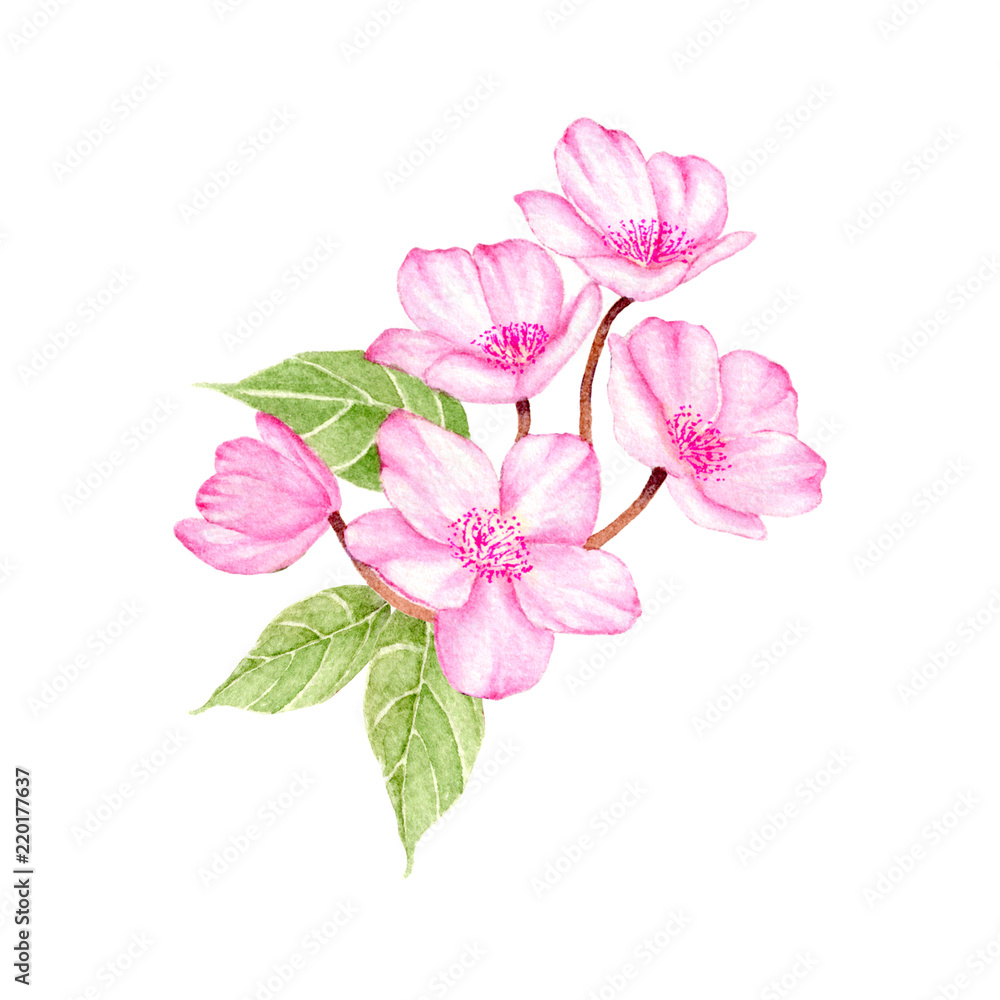 Cherry Blossom Hand drawn sketch and watercolor illustrations. Watercolor painting Flower. Cherry Blossom Illustration isolated on white background. Cherry Blossom Hand drawn sketch and watercolor illustrations. Watercolor painting Flower. Cherry Blossom Illustration isolated on white background.
