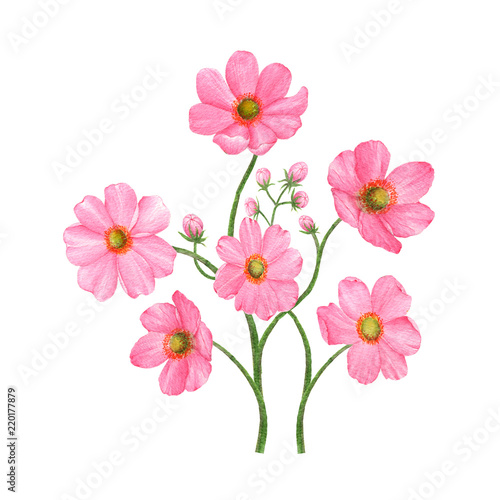Cosmos Hand drawn sketch and watercolor illustrations. Watercolor painting Cosmos. Cosmos Illustration isolated on white background.