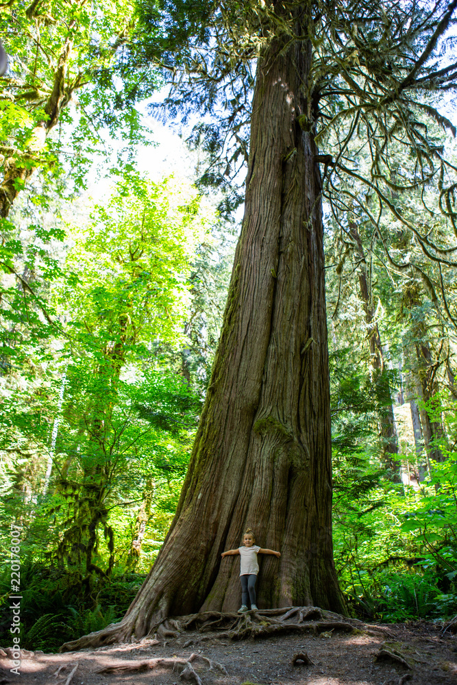 Olympic National Park forest young girl by huge tree on a hike forest Olympic National Park forest young girl by huge tree on a hike forest