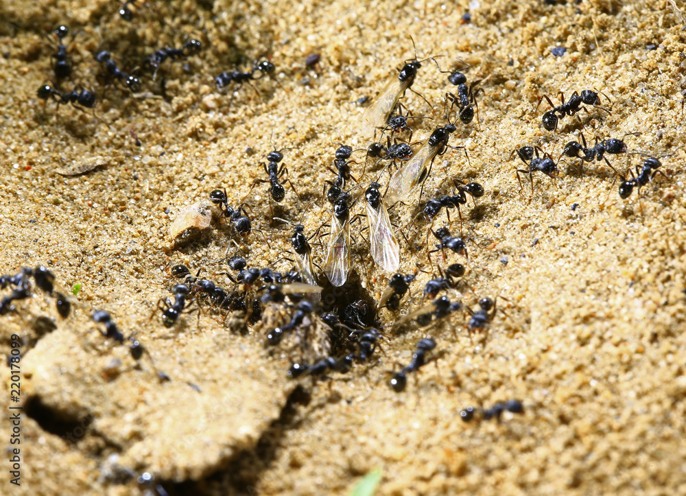 black ants on wood black ants on wood