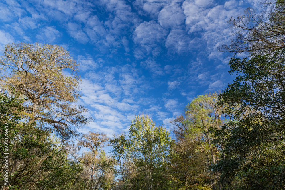  Fluffy clouds fill sky over Myakka park in Florida