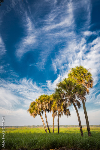 Artistic sky surrounds cabbage palm trees in Myakka State Park