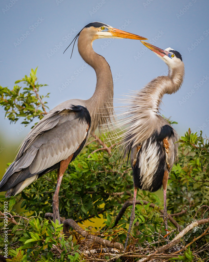 Fototapeta premium Kissing herons