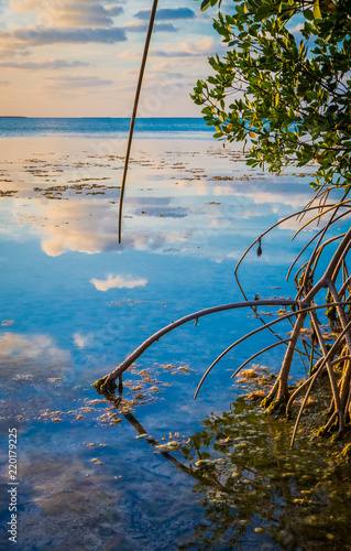 Obraz na plátně Florida mangroves stretch into the gulf of mexico at sunset.