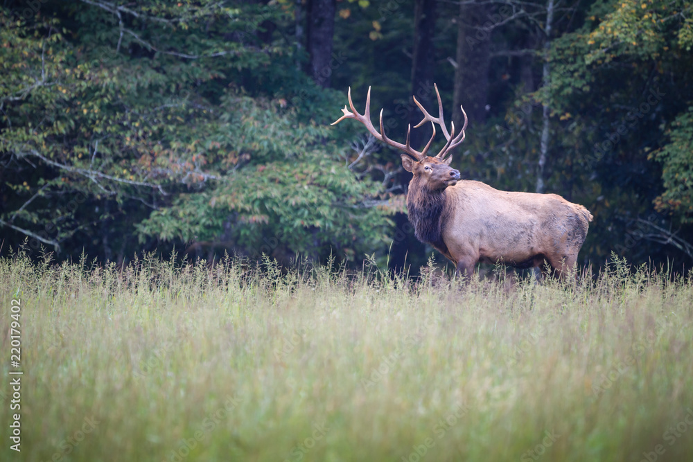 Male elk with huge rack stops to look right. Male elk with huge rack stops to look right.