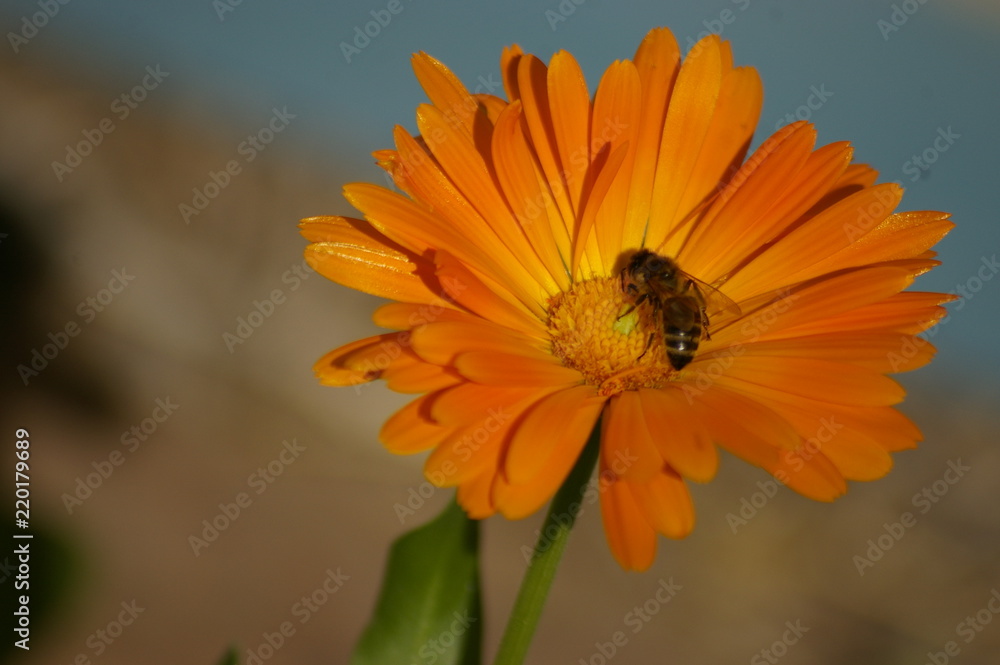 Obraz premium Macro of a yellow typical Honey Bee cross pollinating an orange flower in a rural garden, New South Wales, Australia