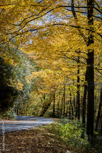 Yellow trees of Autumn in North Carolina mountains.