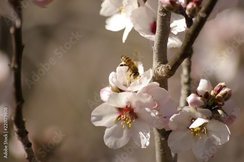 Canvas Print close up of a working honey bee cross pollinating white almond blossoms on a tre