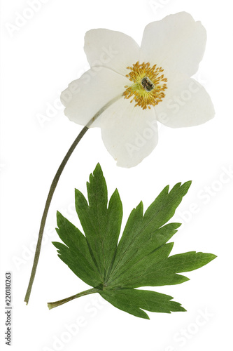 Pressed and dried flowers anemone