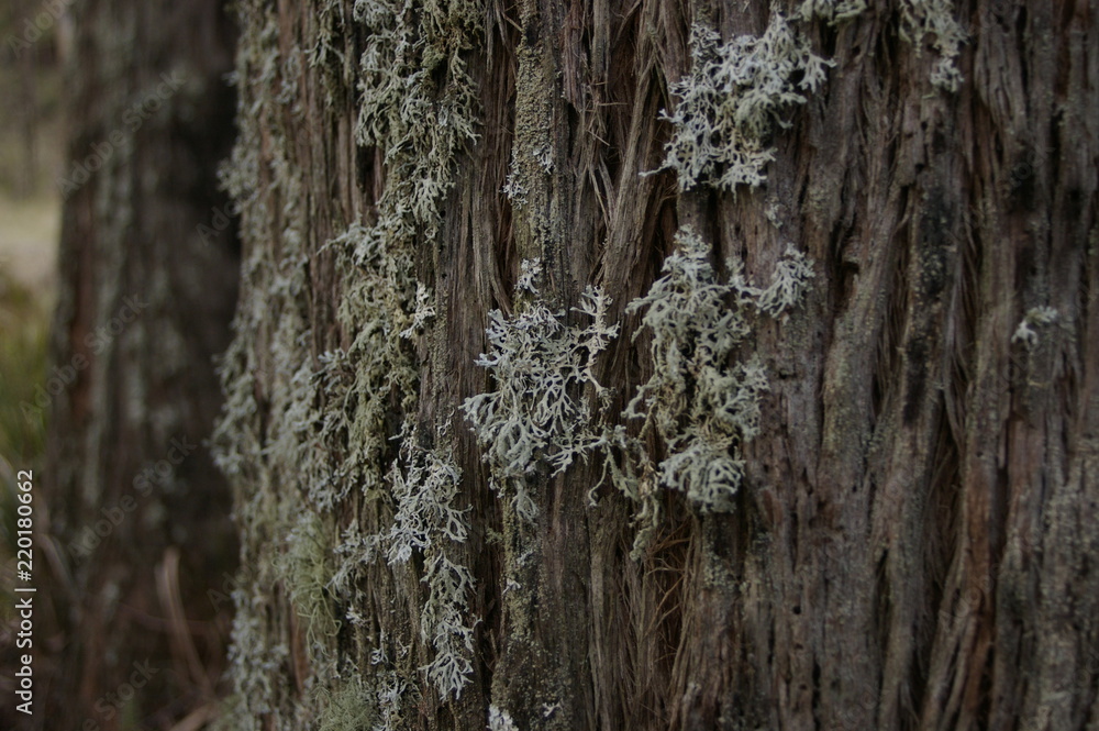 wintry white lichen growing on the barked trunk of a native tree in a forested area, rural New South Wales, Australia wintry white lichen growing on the barked trunk of a native tree in a forested area, rural New South Wales, Australia