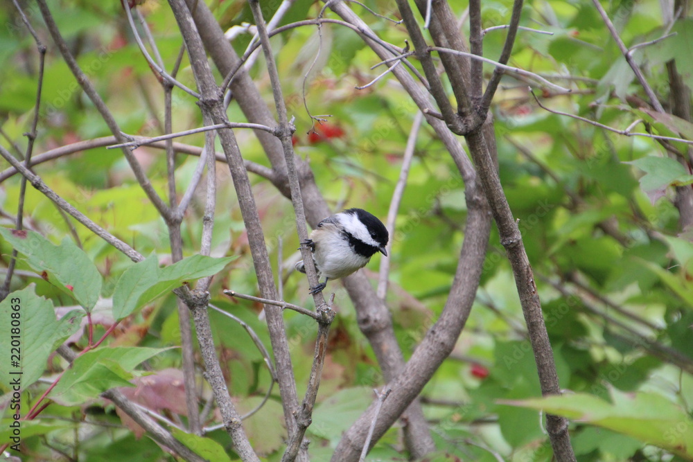 Chickadee In A Tree, Whitemud Park, Edmonton, Alberta Chickadee In A Tree, Whitemud Park, Edmonton, Alberta