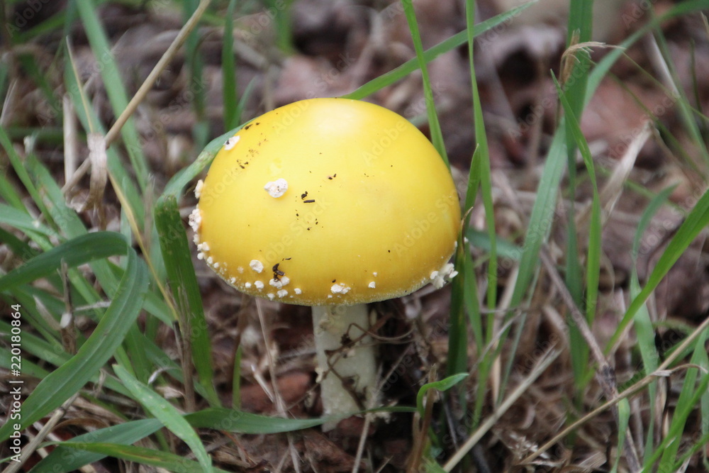 Wild Mushroom, Whitemud Park, Edmonton, Alberta Wild Mushroom, Whitemud Park, Edmonton, Alberta
