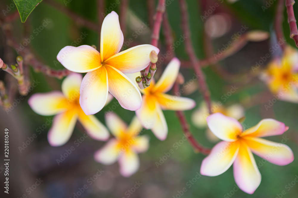 Plumeria flowers