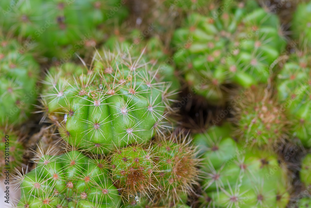 Group of Cactus after rain with water drop on green Group of Cactus after rain with water drop on green