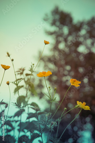 Yellow flowers, with green bokeh background before sunset