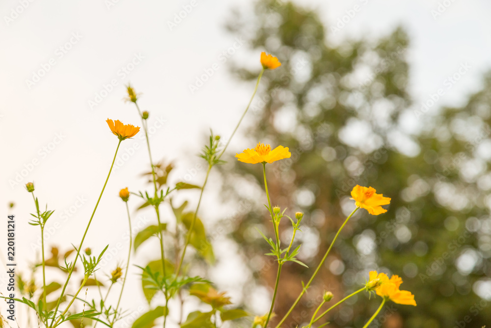 Yellow flowers, with green bokeh background before sunset Yellow flowers, with green bokeh background before sunset