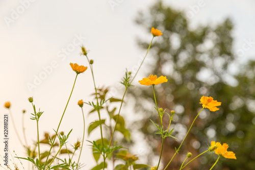 Yellow flowers, with green bokeh background before sunset