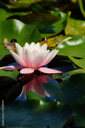  Japanese pond - Nymphaea - Aquatic vegetation, water plants
