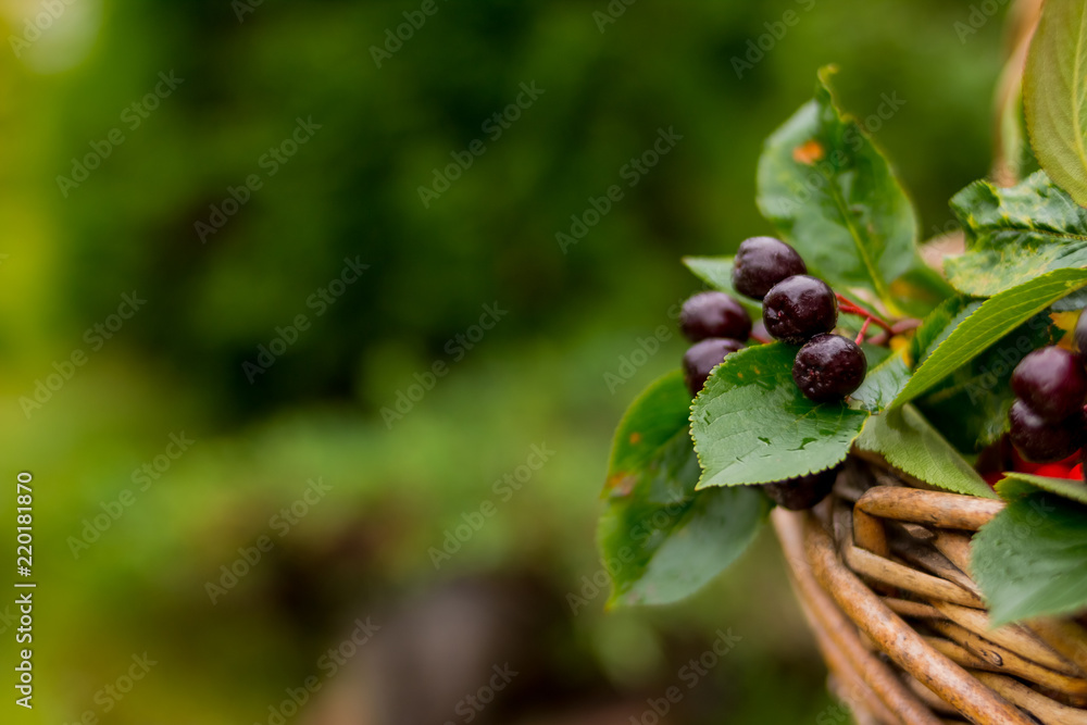 Black chokeberry in the basket on nature background.Aronia melanocarpa ,ripe aronia berries.Autumn, fall season give us unique bright colors and good mood. Harvest time Black chokeberry in the basket on nature background.Aronia melanocarpa ,ripe aronia berries.Autumn, fall season give us unique bright colors and good mood. Harvest time