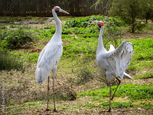 Brolgas, dancing birds of Australia