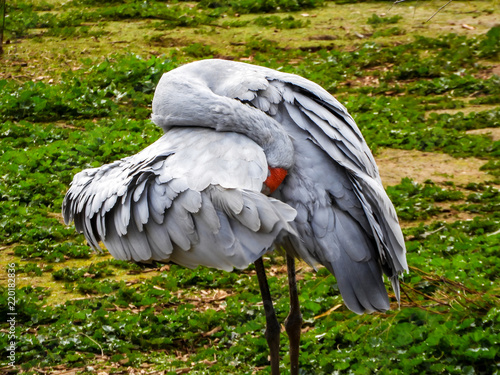 Brolga photo