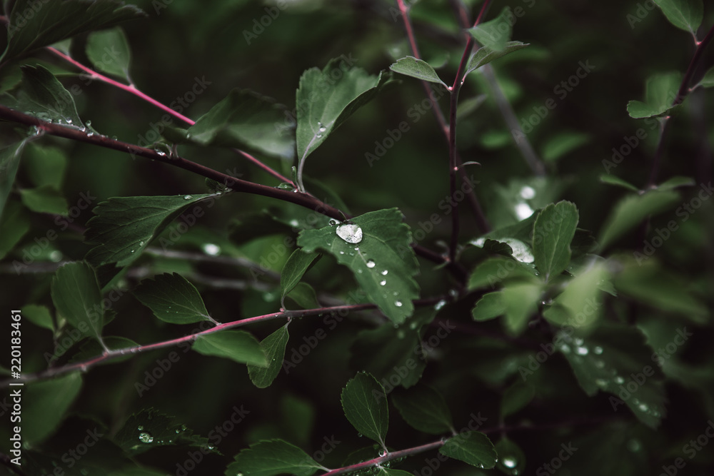 Obraz premium leaves in the rain