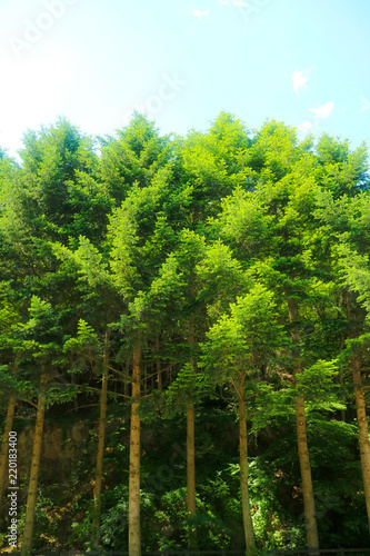 Green forest landscape