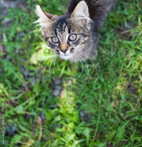 cute little cat in the garden