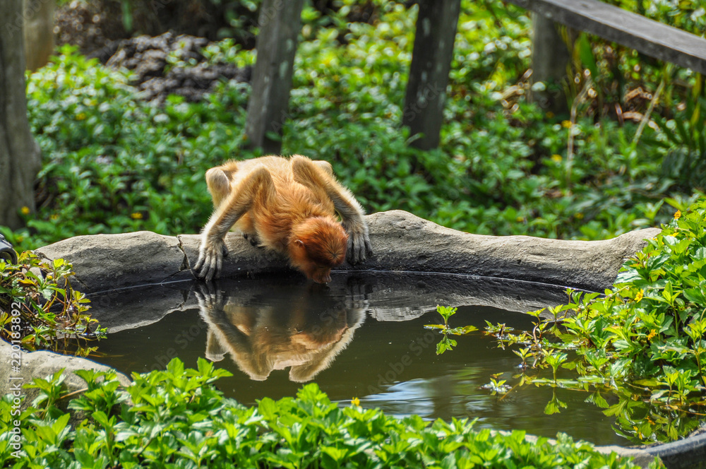 Obraz premium Proboscis monkey on Borneo